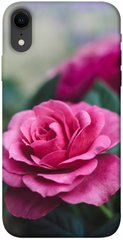 Чехол itsPrint Роза в саду для Apple iPhone XR (6.1")